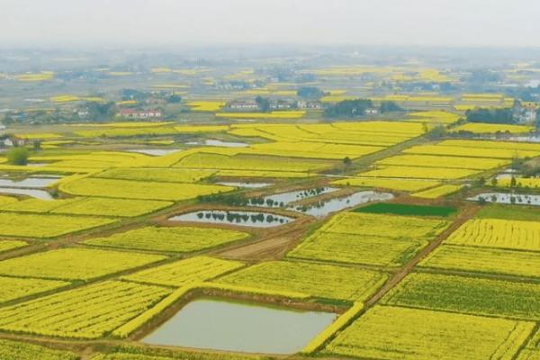 2021荆门沙洋油菜花节是什么时候 荆门沙洋油菜花节时间-地点-交通攻略