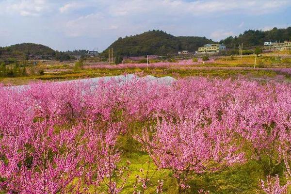 贵阳永乐桃花开了吗2021年 附交通指南及花期