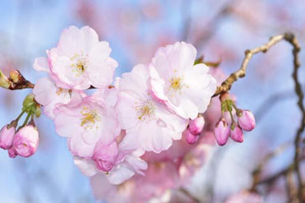 岳陽賞櫻好去處 岳陽油菜花景點推薦2022