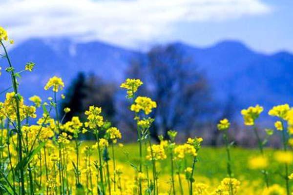 岳陽賞櫻好去處 岳陽油菜花景點推薦2022