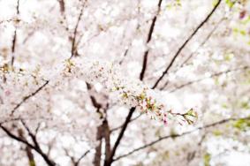 2021年3月20日起鼋头渚开园时间提前 鼋头渚赏樱路线推荐及交通指南