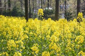 2022苏州天平山赏油菜花指南 赏花花期及出行指南