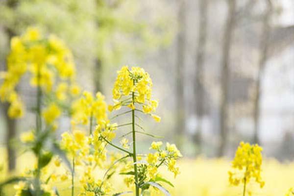 2022苏州天平山赏油菜花指南 赏花花期及出行指南