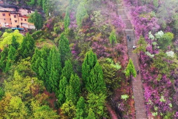 2021天台赤城山紫荆花什么时候开 天台赤城山紫荆花最佳观赏期