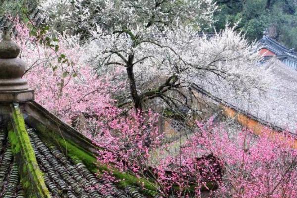 2021天臺赤城山紫荊花什么時候開 天臺赤城山紫荊花最佳觀賞期