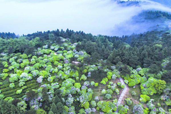 2021華頂國家森林公園門票價格 華頂國家森林公園攻略