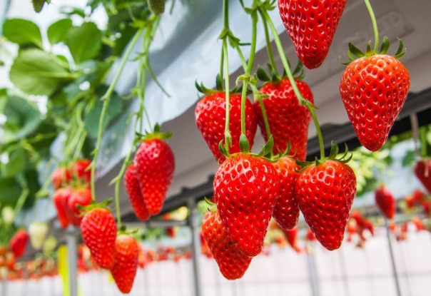 2021中济宁心店镇草莓采摘节活动时间及详情草莓什么季节成熟