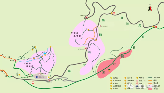 2021梧桐山杜鵑花賞花路線-最佳賞花地