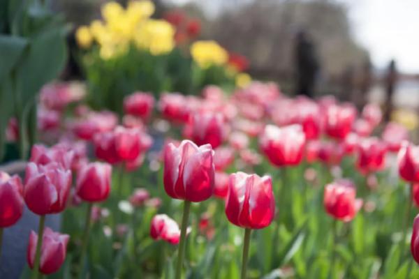 2021金華賞花的地方有哪些 金華踏青賞花好去處