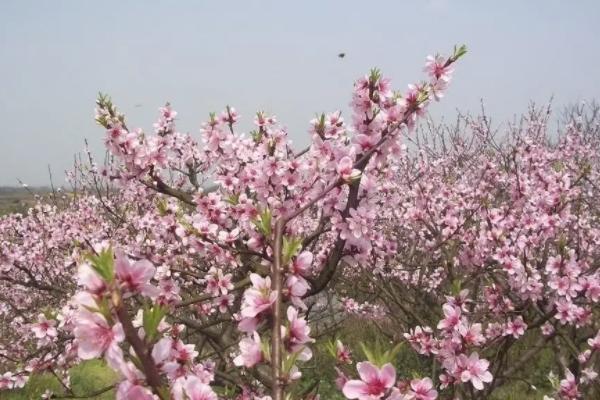 2021金華賞花的地方有哪些 金華踏青賞花好去處