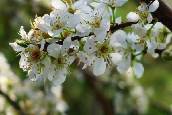 2021金華賞花的地方有哪些 金華踏青賞花好去處