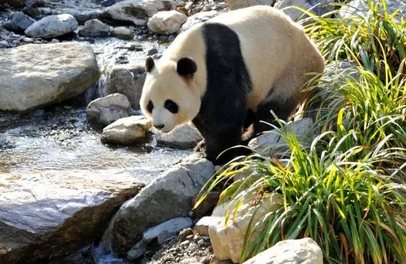 2021神农架大熊猫馆什么时候开放-在哪里