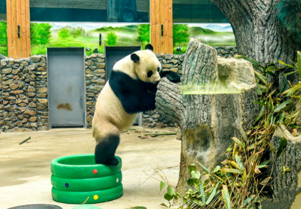 2021神农架大熊猫馆什么时候开放-在哪里