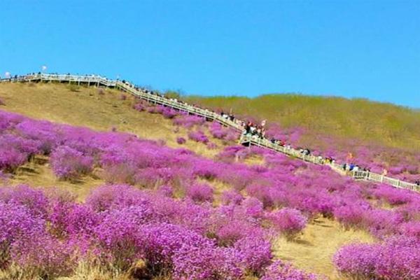 2021扎兰屯杜鹃花什么时候开 扎兰屯杜鹃花最佳观赏地点在哪