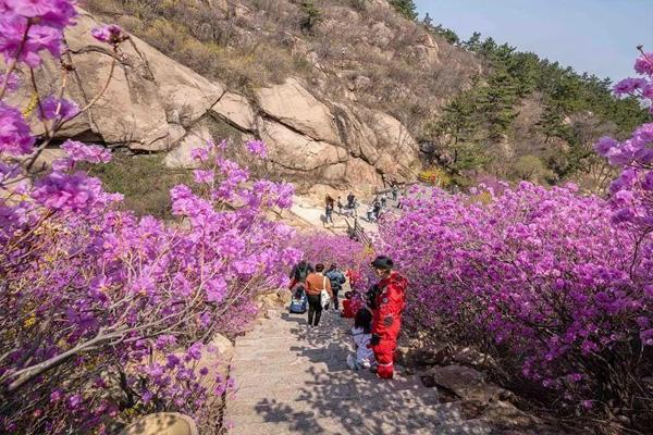 2021青岛西海岸杜鹃花会开幕时间 青岛大珠山杜鹃花开了吗