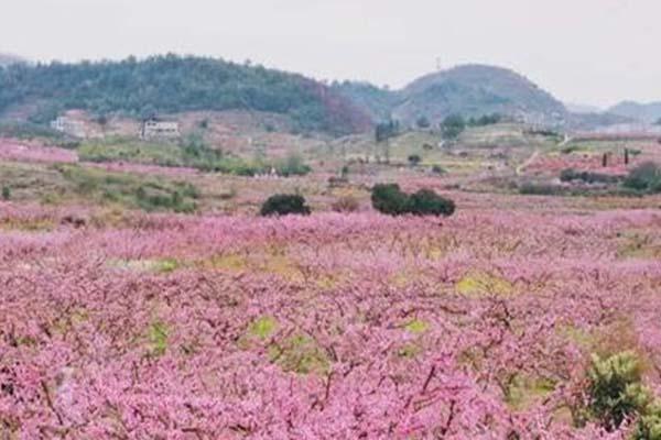 2021贵阳永乐桃花最佳赏花时间-临时交通调整