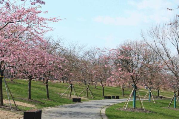 2022上海辰山植物园樱花什么时候开 赏樱地点推荐