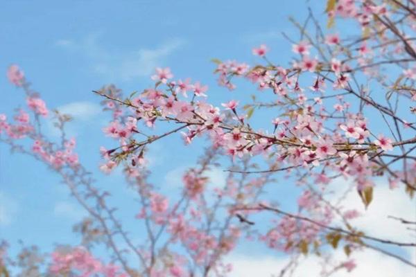 2022汕头丹樱生态园什么时候去好 汕头丹樱生态园有樱花吗