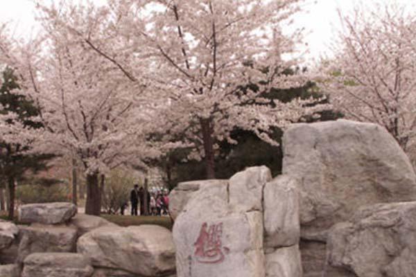 2021北京玉渊潭公园需要预约吗-樱花节活动亮点