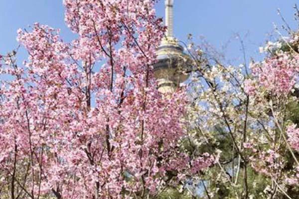 2021北京玉渊潭公园需要预约吗-樱花节活动亮点