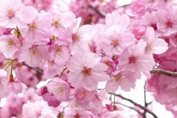 2022温州乐清龙头山赏樱花最佳时间及地点