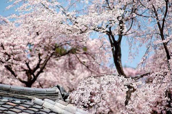 2022温州乐清龙头山赏樱花最佳时间及地点