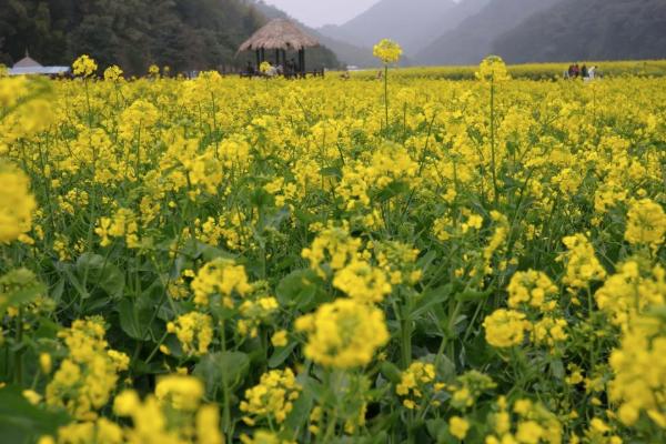 2022广州从化往那里看油菜花 附没有雅赏天保举