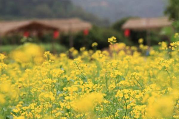 2022广州从化去哪里看油菜花 附观赏地推荐