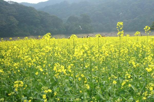 2022广州从化去哪里看油菜花 附观赏地推荐