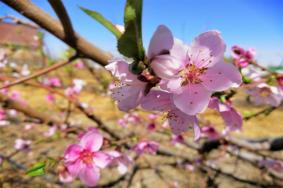 2021石河子桃花节在什么时候 附活动项目及交通