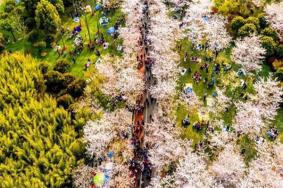 无锡金匮公园樱花开了吗2022 最佳观赏时间及地点