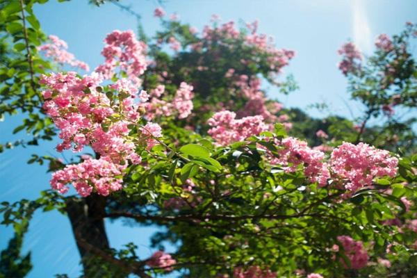 2022青岛崂山樱花什么时候开花及交通指南