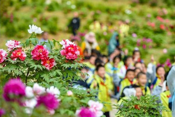 2021南京溧水牡丹节开幕时间 附活动详情及交通指南