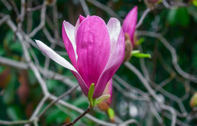 2021青島玉蘭花什么時候開 青島玉蘭花好去處