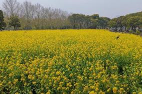 2022上海世纪公园彩色油菜花观赏指南-附门票优惠政策