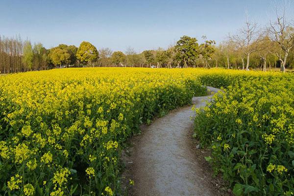 2021上海世纪公园彩色油菜花观赏指南门票优惠政策