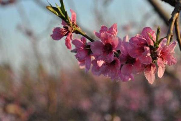 2021石河子桃花节有什么活动