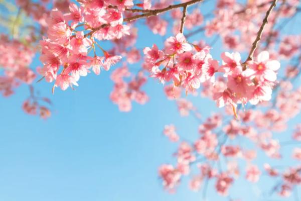 2021湖南省植物园有什么花 湖南省植物园春季花展攻略