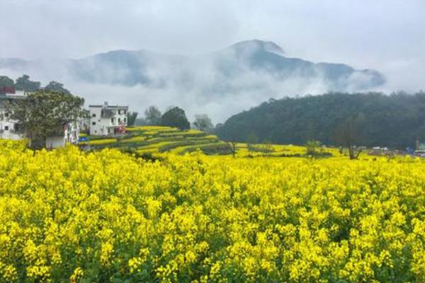 婺源东线和北线哪个好玩 婺源油菜花在哪里看最好