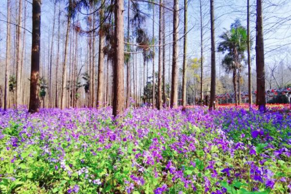 2021东平国家森林公园花博会开幕时间