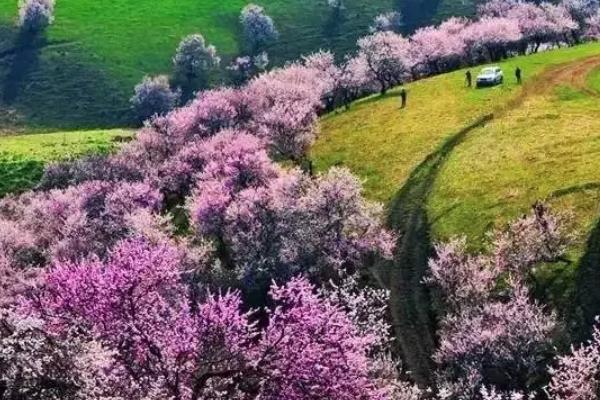 2021新疆春游可以去哪玩 新疆春游好地方