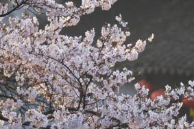 西塘樱花什么时候开 2021西塘樱花慢直播活动