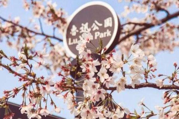 上海鲁迅公园最佳赏樱地点-2021首届HOST樱花节活动