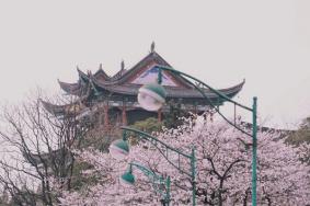 2021武汉晴川阁樱花最佳观赏时间-樱花在哪个位置