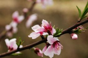 2021绍兴看花的地方有哪些 绍兴赏花指南