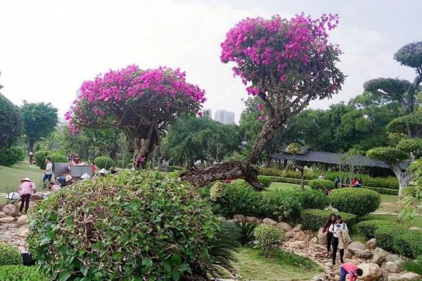 2021南宁南湖公园月季花观赏攻略-最佳观赏时间
