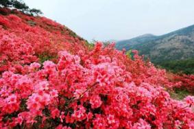 武汉木兰云雾山杜鹃花什么时候开 附赏花门票地点及路线