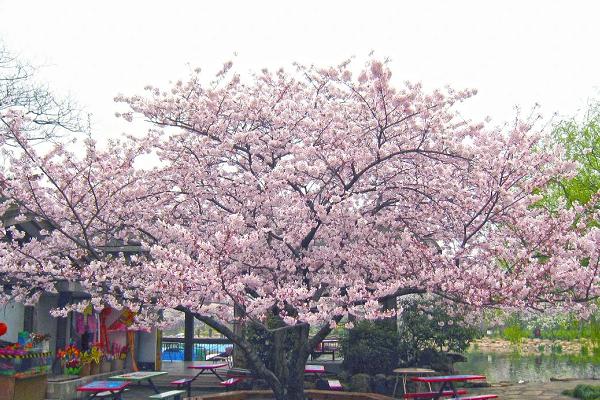 2021上海植物园赏樱攻略 上海植物园赏樱打卡点推荐