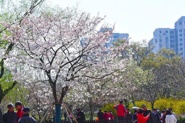 2021上海植物园赏樱攻略 上海植物园赏樱打卡点推荐
