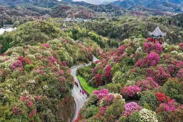 2021百里杜鵑普底景區觀光車暫停運營-普底景區介紹